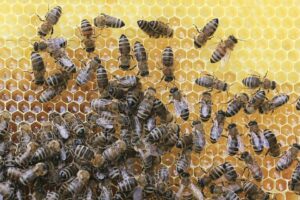 Méhpempő rendelés egyenesen a kaptárból jó áron